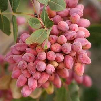 Фисташка Вера Эйджина / Pistacia Vera Aegina плодовая