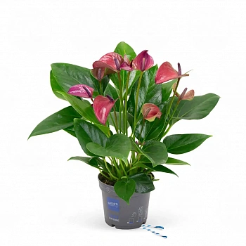 Антуриум Карма Пёрпл / Anthurium KARMA PURPLE