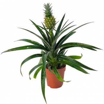 Ананас Ми Амиго / Ananas Mi Amigo