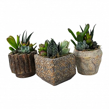 Суккуленты Супер Микс в кашпо/ Mix Succulents